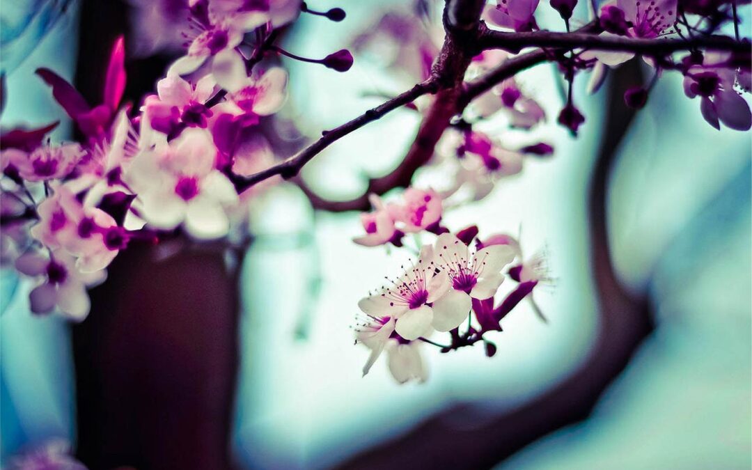 Alias ipsum quia rem blanditiis eius facilis